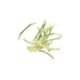 Magimix Julienne Disc 2 x 6 mm Stir Fry Salads CourgetteT6/WJ